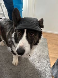 Cap Black Sun visor | Size: L