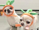 Pet Halloween Pumpkin Hat