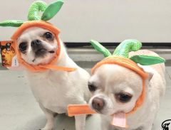 Pet Halloween Pumpkin Hat
