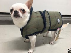 Dog Jacket | Danish Design