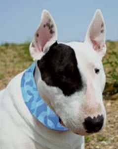 Dog Cooling Collar | Aqua Cool Keeper | Cool Blue | DiivaDog.com