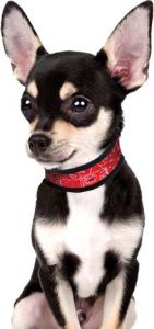 Dog Cooling Collar | Aqua Cool Keeper | Red Western | DiivaDog.com