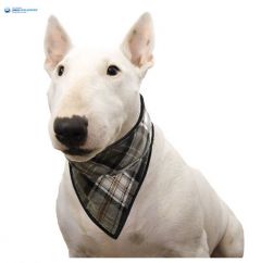 Dog Cooling Bandana | Aqua Cool Keeper | Scottish Grey | DiivaDog.com