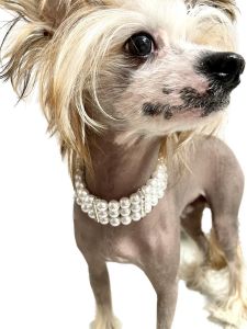 Dog Necklace | Pearl with Diamond Queen | Sizes: M-L