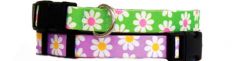 Dog Collar | Daisy Flower | Collar for Dogs