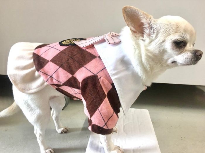 Dog Sweater Dress, School Girl