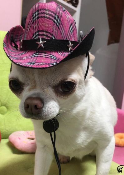 Cowboy hat dog clearance