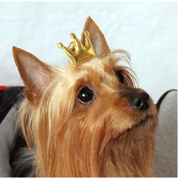 Dog sales hair jewelry