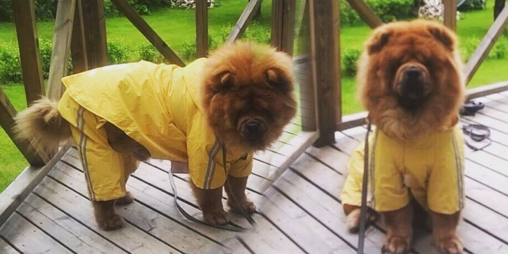 chow chow raincoat