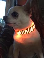 Lighting Tiger | Dog Collar | Cat Collar | Sizes: XS-M
