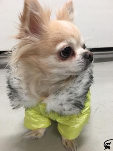 Dog Clothes | Dog Quilted Jacket | Fresh Lime Jacket