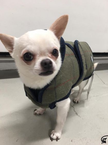 show me dog clothes