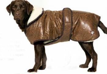dog pilot jacket